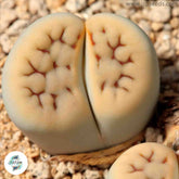 Lithops karasmontana jacobseniana C227 / 40 seeds (Living Stones)